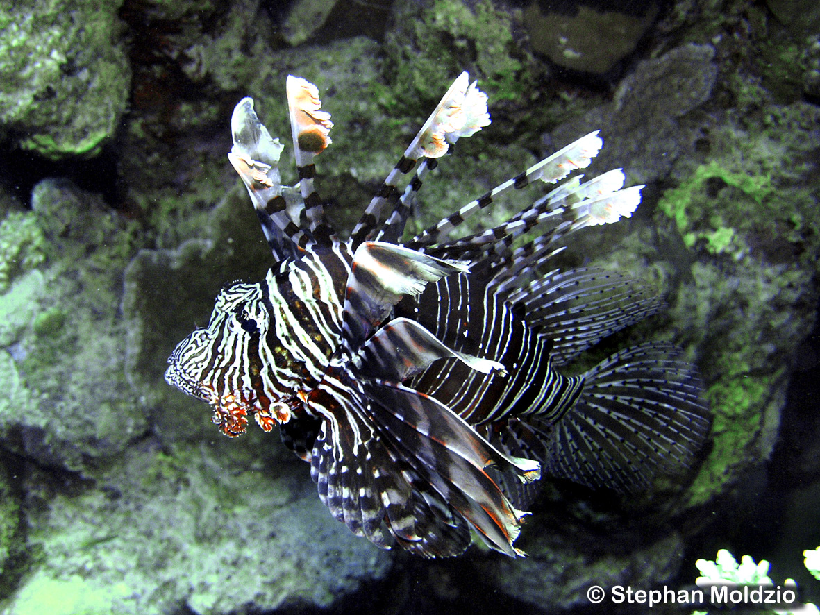 SCO1 Pterois miles PB179471.jpg